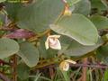 Annona seneglaensis